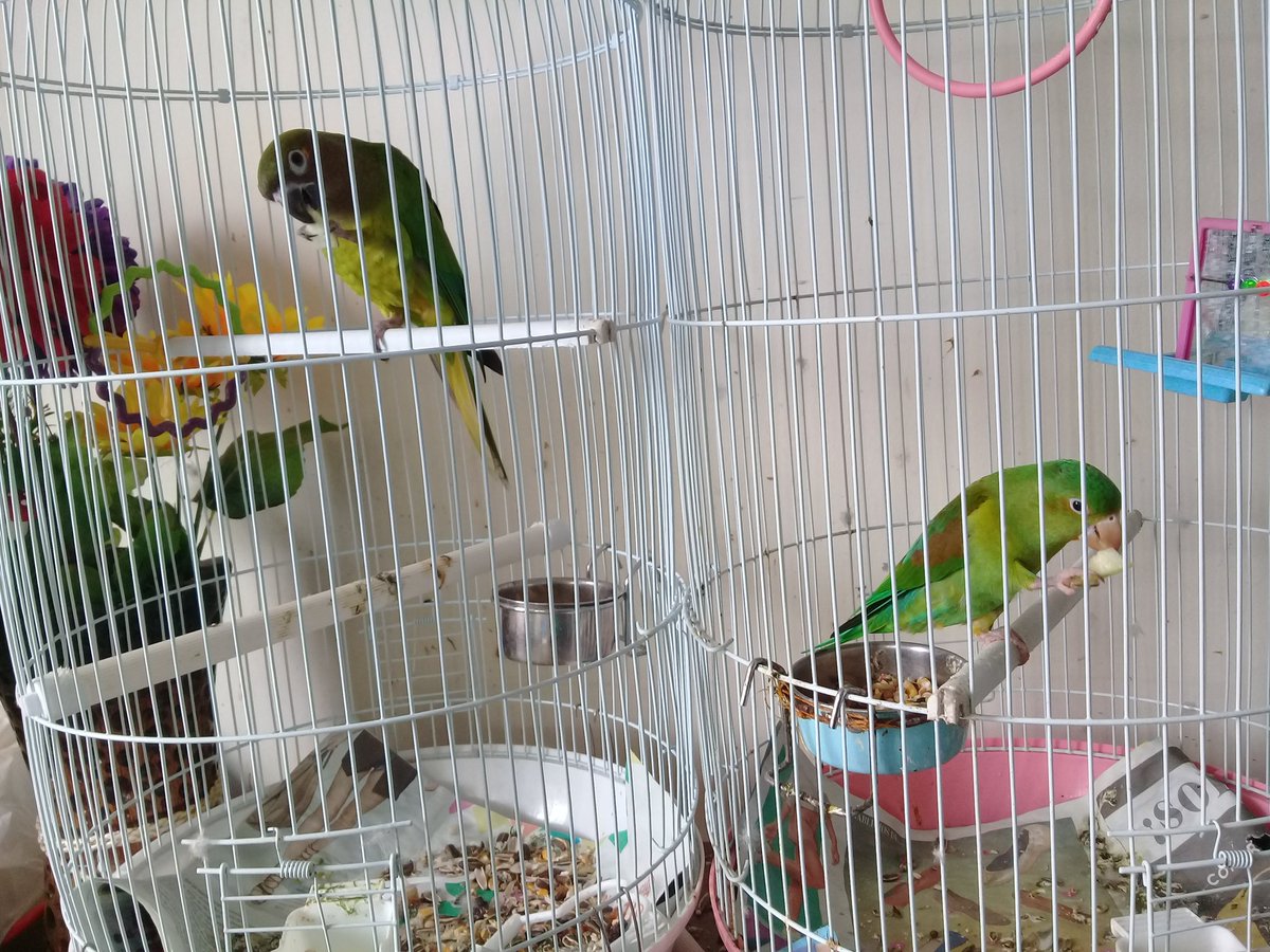 itzelita0204's tweet image. Mis compañeros de estudio 
#Sam #Labai #Samir #AndyYThor #Pets