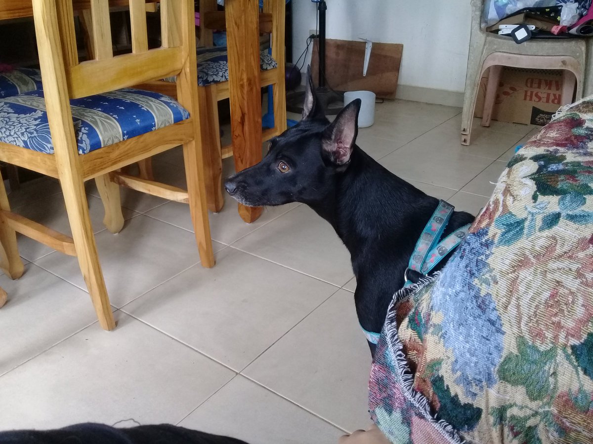 itzelita0204's tweet image. Mis compañeros de estudio 
#Sam #Labai #Samir #AndyYThor #Pets