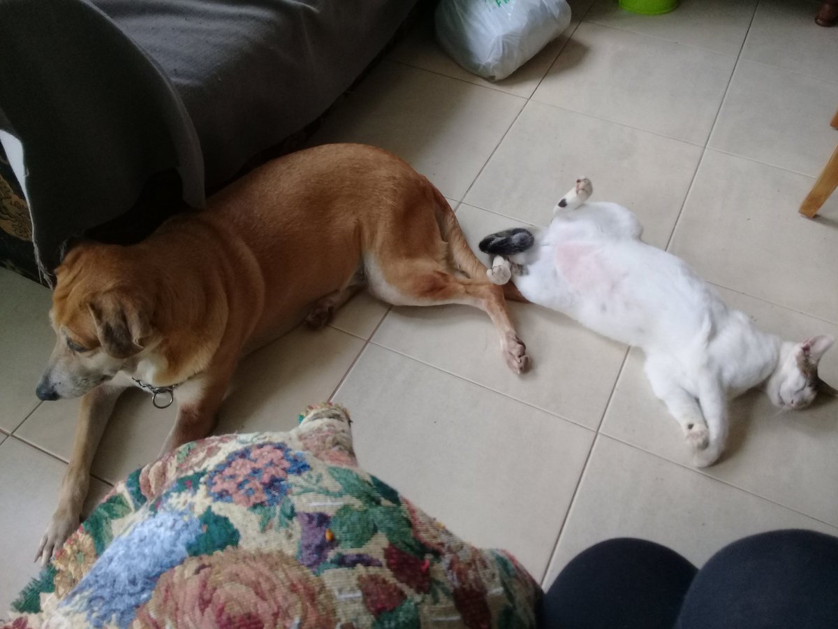 itzelita0204's tweet image. Mis compañeros de estudio 
#Sam #Labai #Samir #AndyYThor #Pets