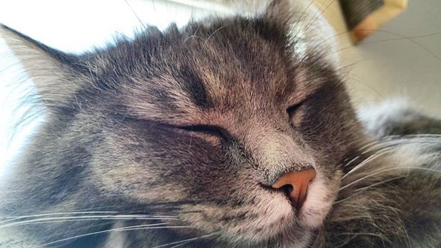 KitsuneSFC's tweet photo. Caturday naps .
.
.
.
.
#caturday #caturdays #weekend #weekendfun #lazycat #furbaby #siberiancat #siberian #cutecatcrew #cute #saturday #weekendfun #foreverweekend #loveweekends #nap #naptime #sleepy #tired #sleep https://t.co/XqvjAg5bKQ https://t.co/meZxD4wqlq