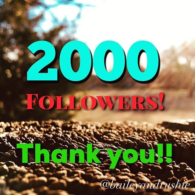 baileyandrushie's tweet photo. Thank you so much for 2,000!! It’s amazing thank you! ❤️~ Bailey &amp; Rushie https://t.co/Bng3KUmmsT