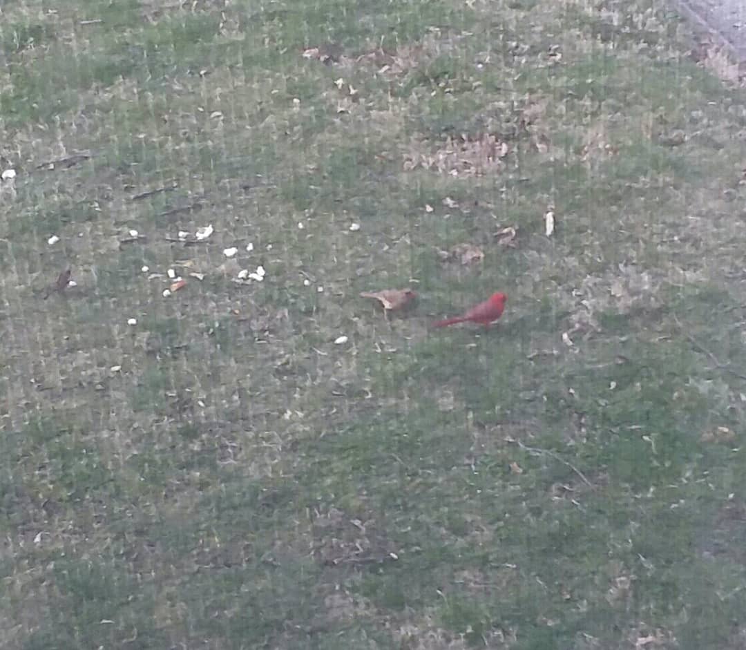 punkybear1969's tweet photo. Got two cartels out side my place this morning April 14tj 2018 https://t.co/UUgnHGnrV3