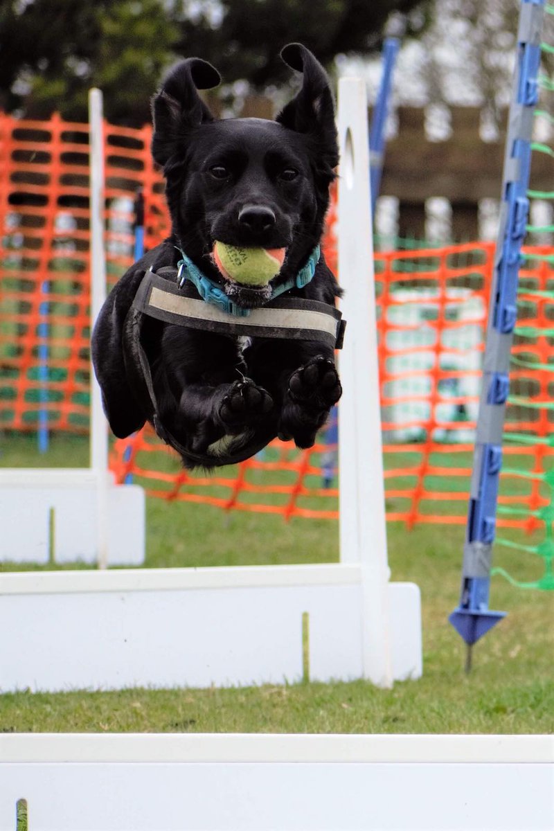 skychaserhigh79's tweet photo. Poppy can fly! #dogsoftwitter #flyball #spanador #dogs https://t.co/pBjiwXvIxV