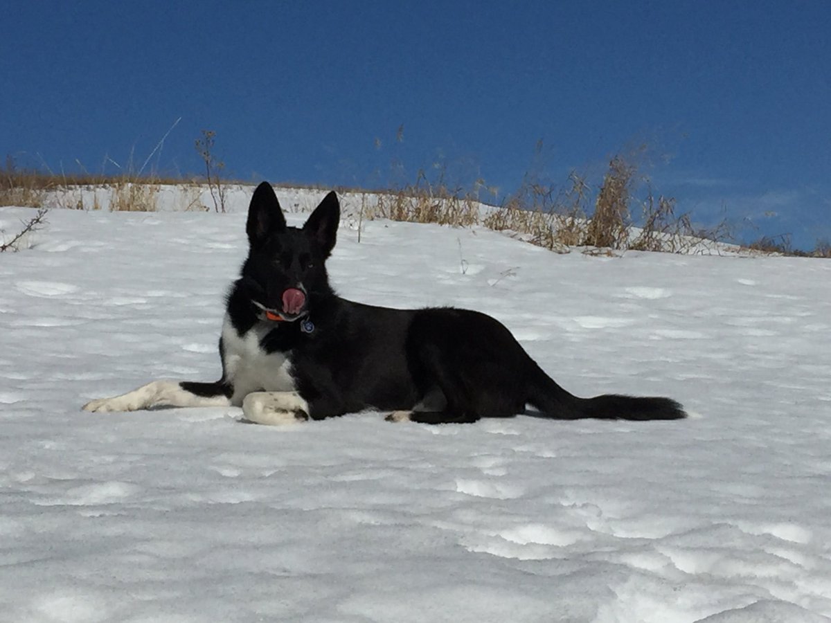 DoggosOfYyc's tweet photo. That was a muddy one @NoseHillDogs but we will take this ☀️ #dogparkfun #nosehillpark #offleashpark #dogsofyyc #DogsOfTwitter #yycliving https://t.co/a95rzMgGw3
