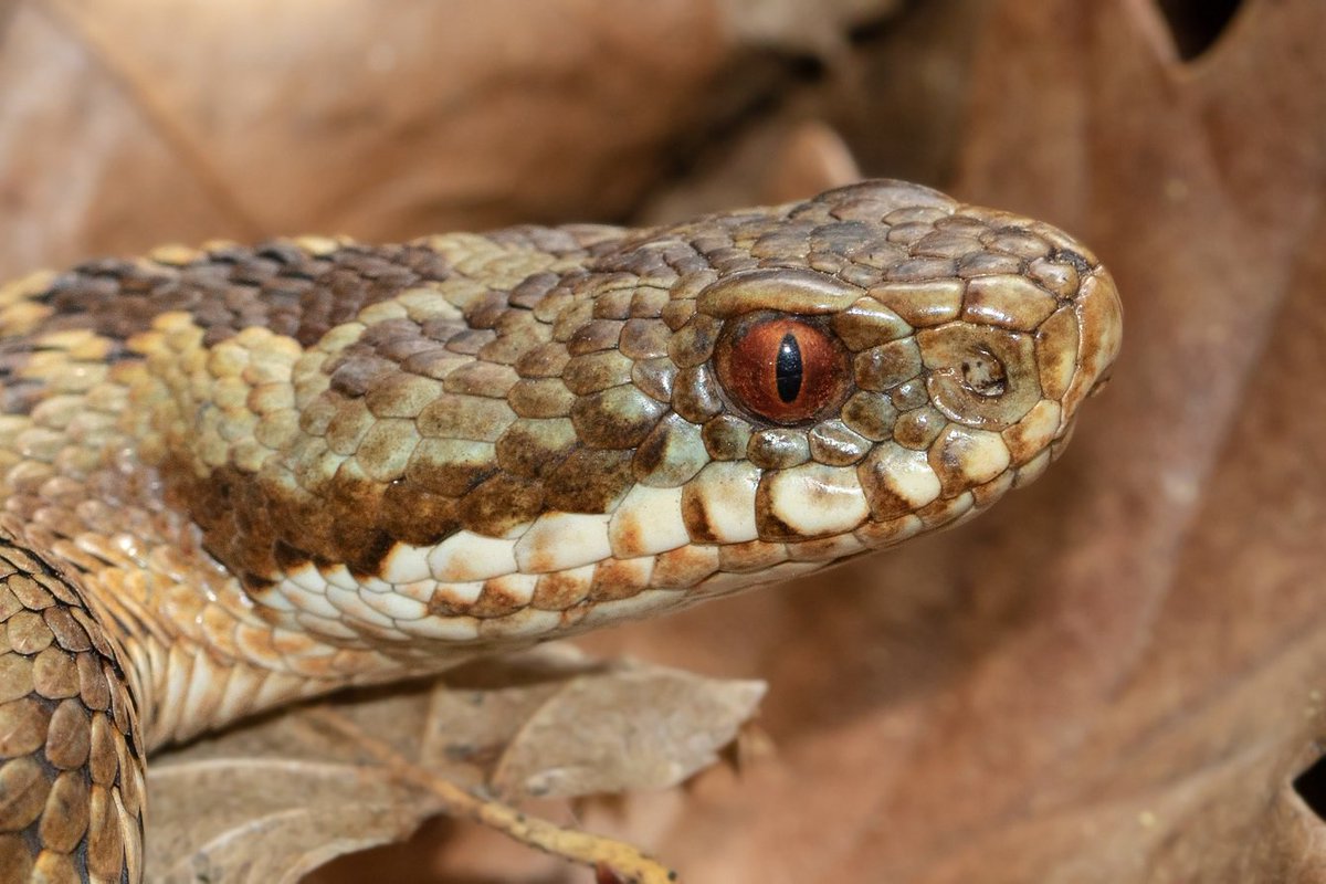 perrybirding's tweet image. One of 5 Adders photographed in Kent today. @KentRAG