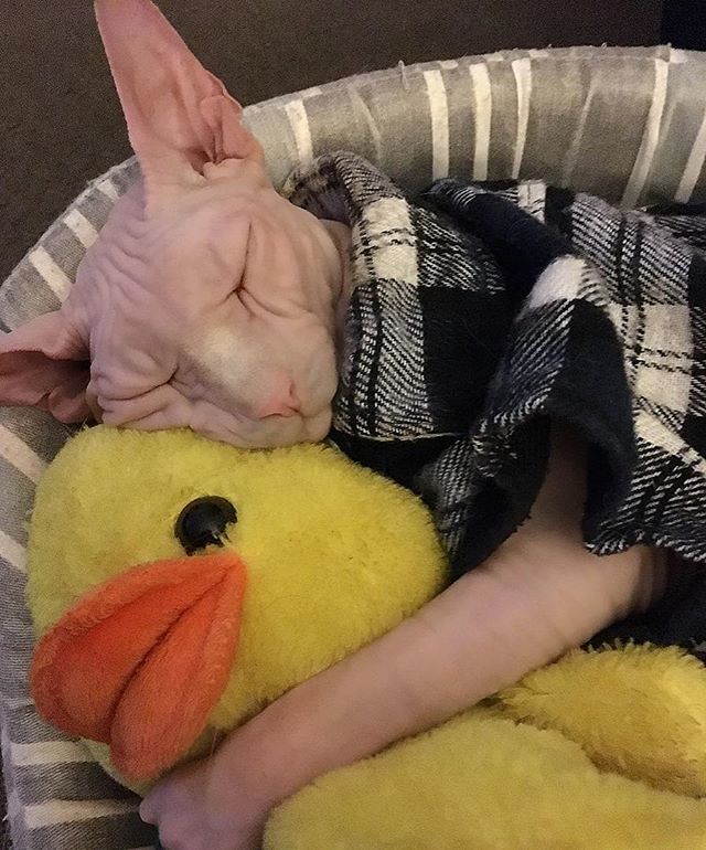 KitNipBox's tweet photo. Cuddle buddies ❤️❤️❤️ #SpoonGoals #KitNipBox [via @hugo_the_sphynx] https://t.co/3Ocb1LQFLG https://t.co/Pj8iNZPhYS