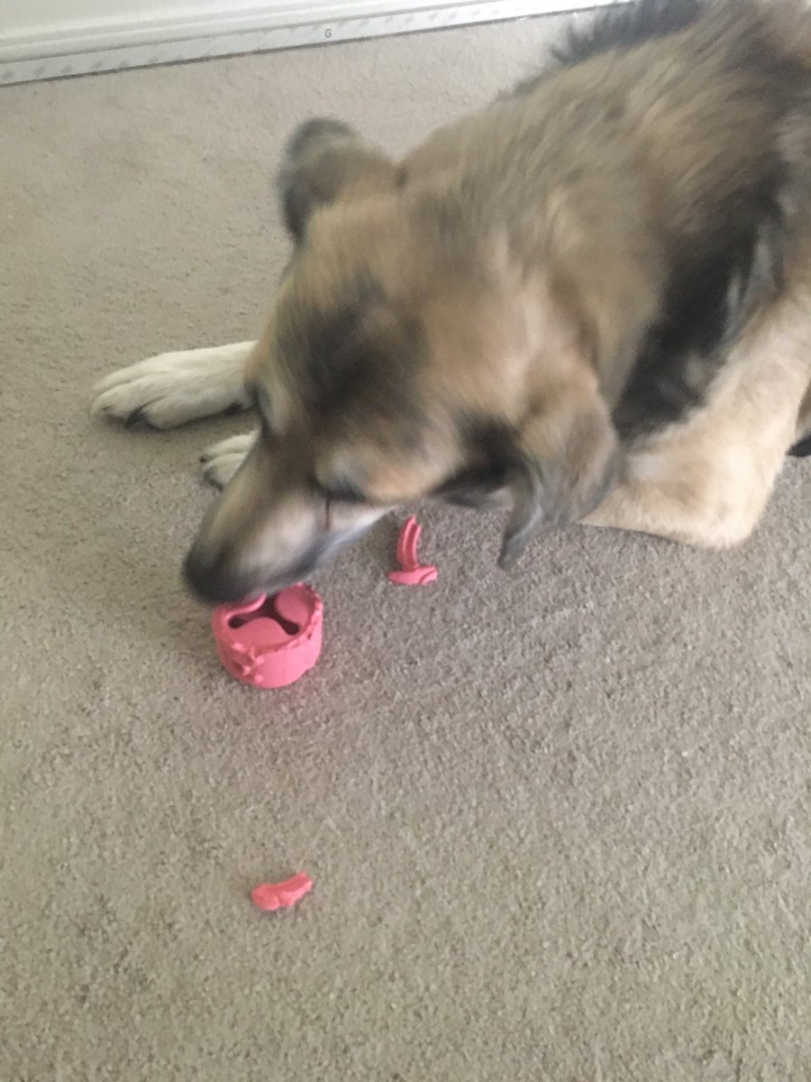 5 minutes into our first super chewer <a href="/barkbox/">BarkBox</a> and we’re onto demolishing you #2 already 😂😂