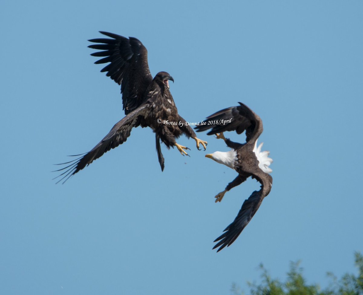 SWFLEagleCAM's tweet photo. Harriet let a visiting juvenile Eagle know it was not welcome today while E10 &amp; 11 looked on. 😮 #momlife https://t.co/K4QatTxgw0