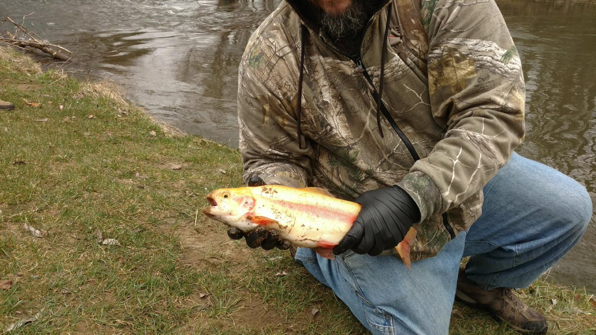 EdJackson8783's tweet image. After a 2 year long game of "Try". Everything thing I learned about you actually worked. Countless hours of research and countless hours on the water. I have final caught you.