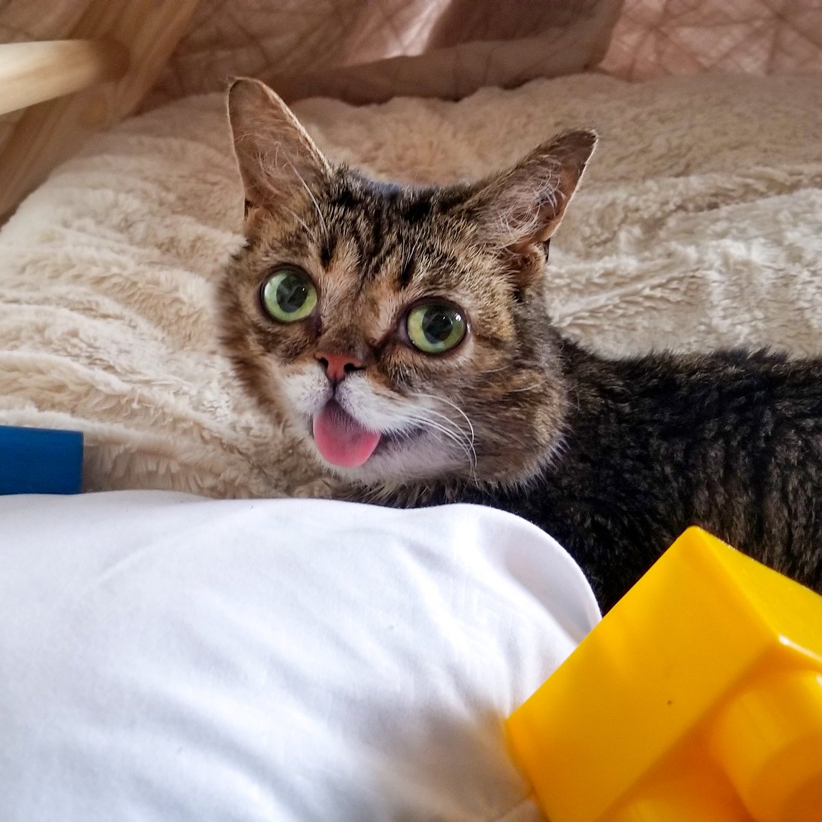 IAMLILBUB tweet picture