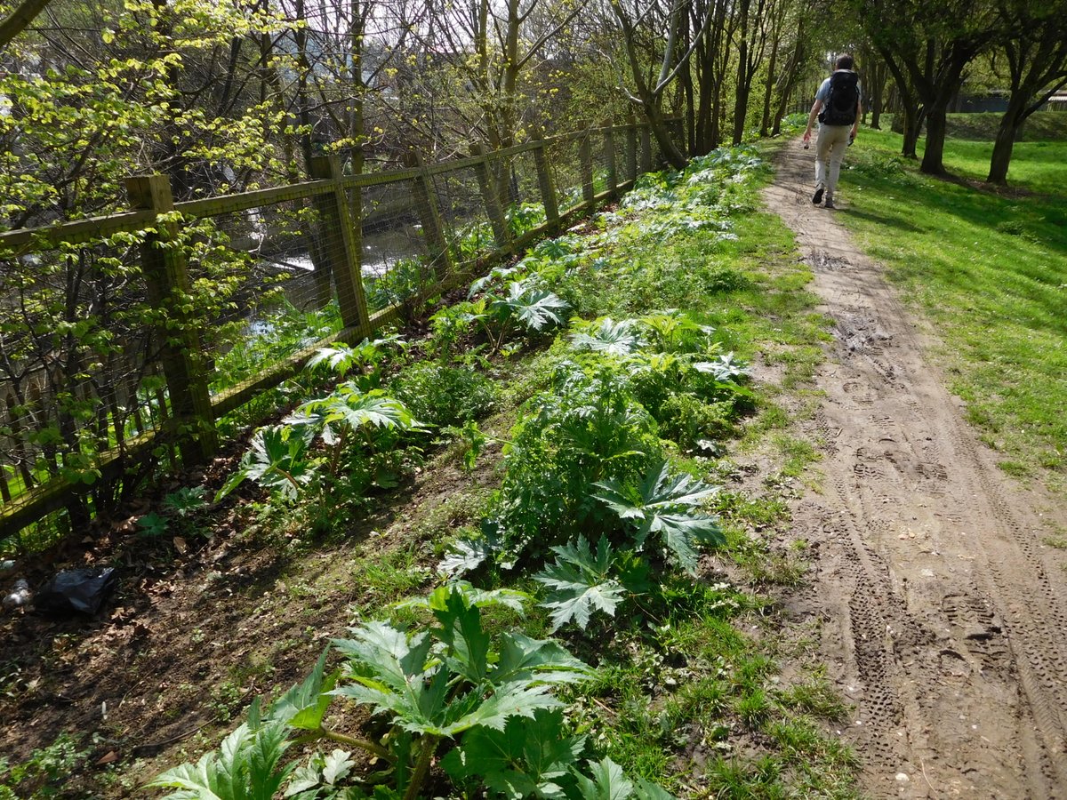 pralford54's tweet photo. ...these are all from Queensbury Road HA0 @Brent_Council ...... it's simply a disgrace....
.... the kids on the play ground are surrounded by Giant Hogweed and the litter is just left to pile up along with car tyres - all in a 100m stretch of river https://t.co/axx3tWizcK