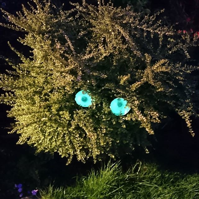 HelsFlynn's tweet photo. There's a monster in the garden https://t.co/E4mwFaM3bx https://t.co/i6Qqx3ZIRK