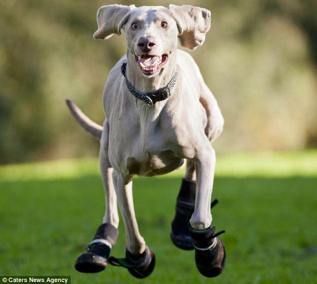 PawManeFin tweet media