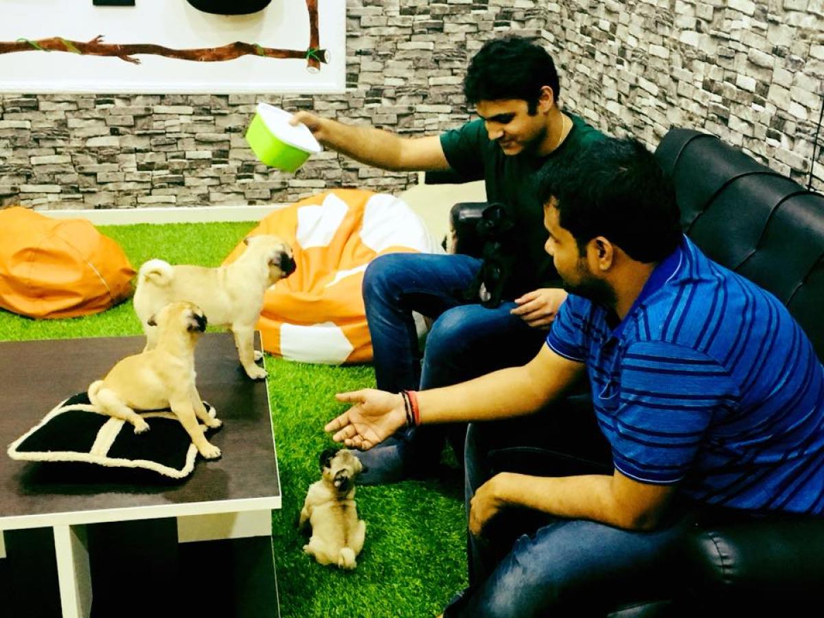 Greeted by cute pugs, you'd like this cafe's food better dlvr.it/QPY13h