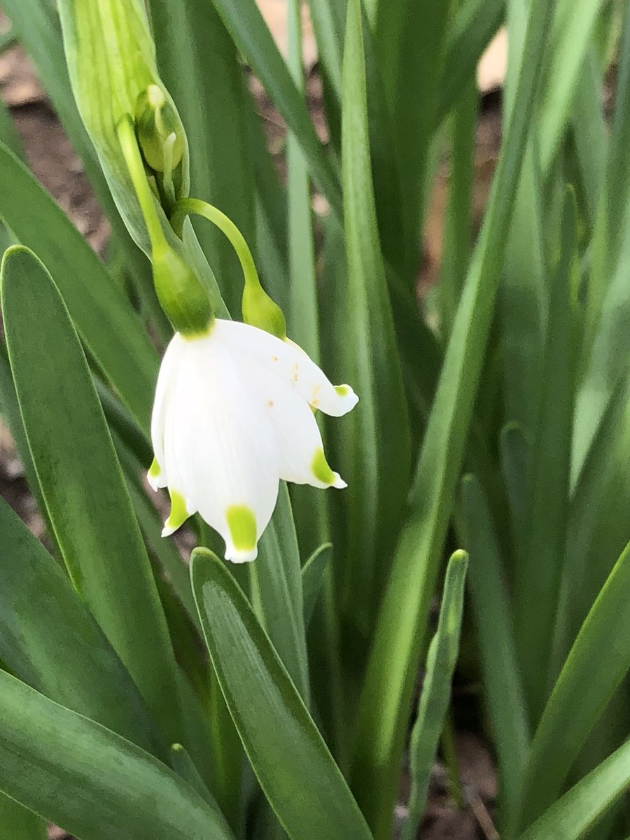 T2N2M0's tweet photo. #InspiredBySpring in the Gardens @NewfieldsToday https://t.co/YqGRAb6ULd