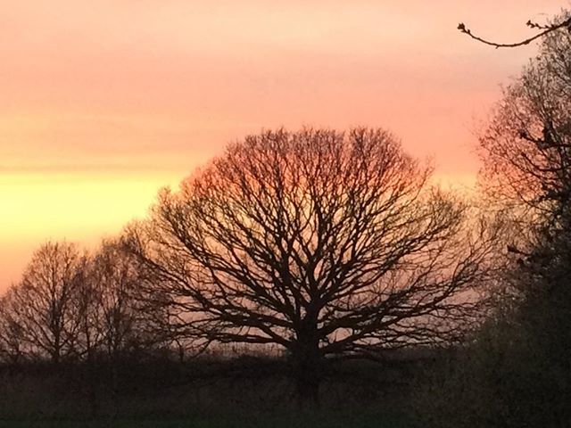 The great #EnglishOak at #sunset at #IkenSuffolk. #AldeValley,#Snapesuffolk,#Aldeburgh,#Thorpeness,#Dunwich,#Southwold,#Orford,#Woodbridge,#Felixstowe,#Ipswich,#BuryStEdmunds,#Suffolk,#thesuffolkcoast.#Framlingham. ift.tt/2qwItDG
