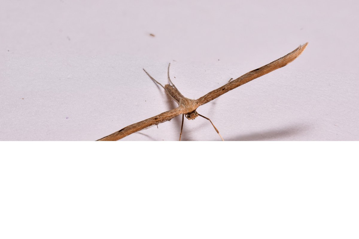 highjumpmark's tweet photo. Is this a Plain Plume? From Warwickshire #teammoth #moth https://t.co/gM6BS69C6T
