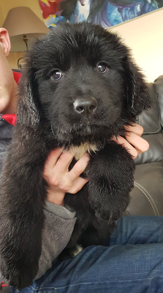 Newest kid on the <a href="/mycaninecompani/">My Canine Companion</a> block. Meet Darcey, an 8 week old Therapy Dog in training.