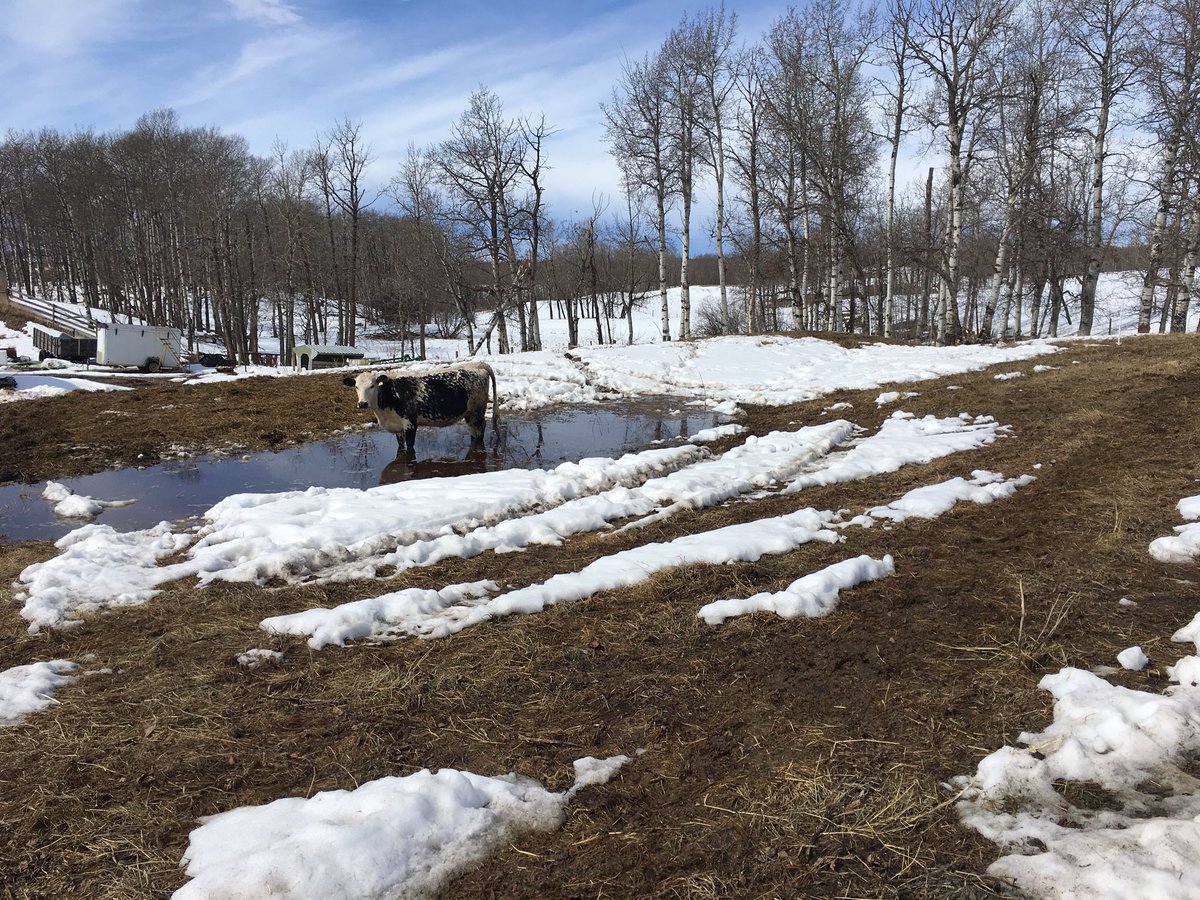 brushhills's tweet photo. With all this hot weather we are having make sure you have your birthing pool is ready for your cows. #lifeishard,#thatsnotgoingtowork,#puddles https://t.co/VCGcPwN58r