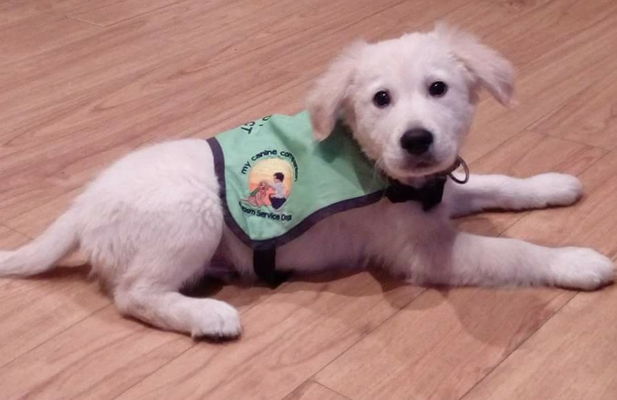 <a href="/AutismDogHagrid/">Hagrid Newfoundland</a> Darcey meet Danny..slightly older at 10 weeks 😂