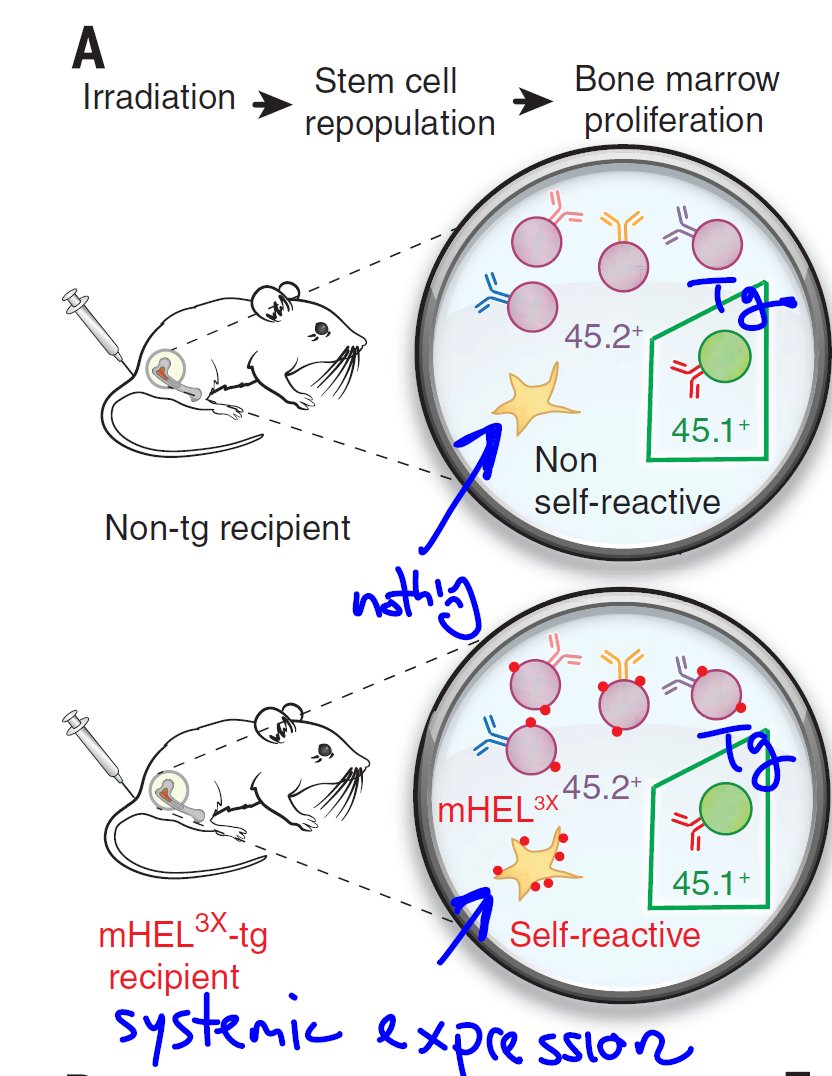 3DiMMUNE's tweet photo. #New blogpost: Access to #self antigens during #germinal center reaction improves self/#nonself discrimination against #mimicry #antigens.
#Science #immunology #crossreactive #BCR #Bcells #hypermutation
https://t.co/OwqYdd0neD https://t.co/qqyJiRs16f