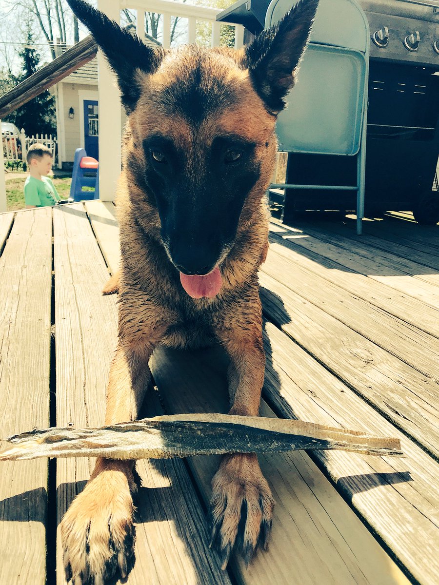 K9 Jase tweet media