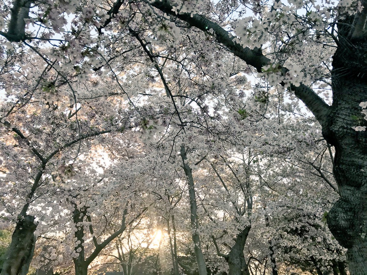 Meg_MechE's tweet photo. @FlyANA_official amazed by all of the beautiful cherry blossoms while exploring DC #BlossomMoments18 https://t.co/PeDBV2vBgy