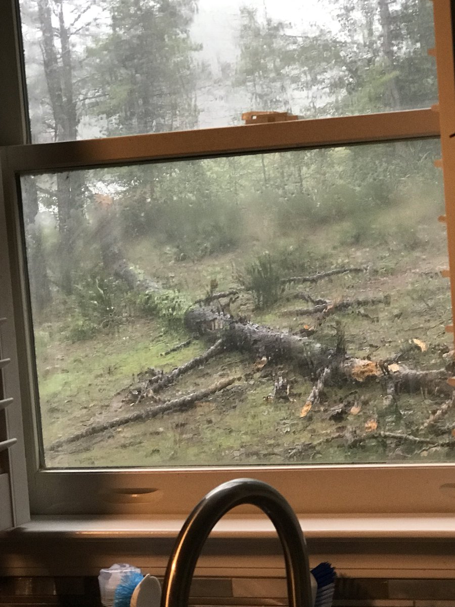 bsmithseps's tweet photo. @spann trees down in Helena https://t.co/CuXINZXGqM