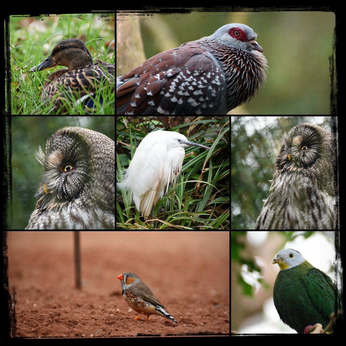 Rebecca_RMP's tweet photo. Took a trip to @PaigntonZoo today...here's a sneak peak whilst I edit some wedding and B&amp;B photos. 

#paigntonzoo #nikond5500 #wildlifephotography #torbayphotographer #ukphotographer #photographer #southwesttogup #animals #birds https://t.co/yMPWfeAVoO