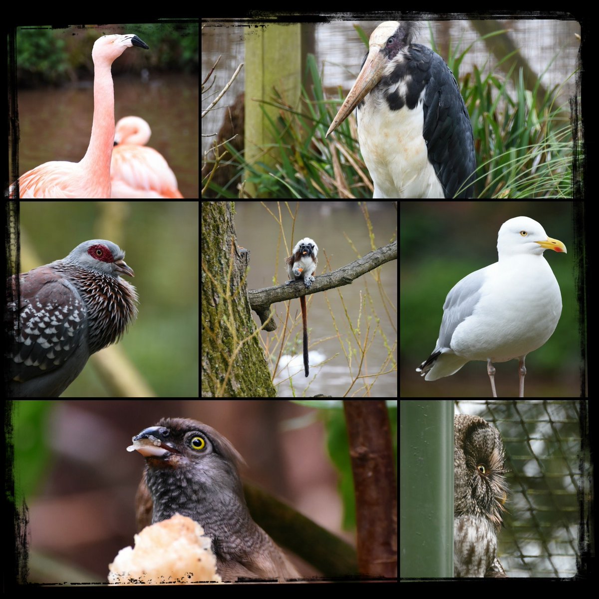 Rebecca_RMP's tweet photo. Took a trip to @PaigntonZoo today...here's a sneak peak whilst I edit some wedding and B&amp;B photos. 

#paigntonzoo #nikond5500 #wildlifephotography #torbayphotographer #ukphotographer #photographer #southwesttogup #animals #birds https://t.co/yMPWfeAVoO