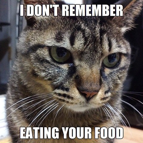 soombas_'s tweet photo. When you wake up and your food has disappeared.

#smoothcriminal #foodthief #denial #cat #memes #catmeme #catsoftwitter https://t.co/gEPflK5XWE