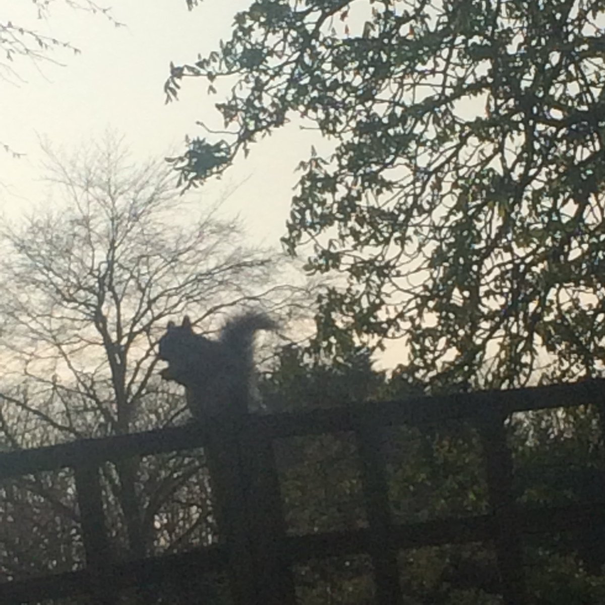 ChrisJosiffe's tweet photo. Saint #Simeon #Stylites, the justly-famous #eremite or #hermit, is said to have lived for 37 years atop a pillar. Here in North London, a #squirrel attempts to re-enact the #ascetic's feat, but manages only a few seconds before the lure of the next nut is too overpowering. https://t.co/dzTvvvNAZv