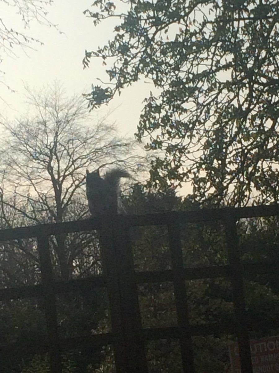 ChrisJosiffe's tweet photo. Saint #Simeon #Stylites, the justly-famous #eremite or #hermit, is said to have lived for 37 years atop a pillar. Here in North London, a #squirrel attempts to re-enact the #ascetic's feat, but manages only a few seconds before the lure of the next nut is too overpowering. https://t.co/dzTvvvNAZv