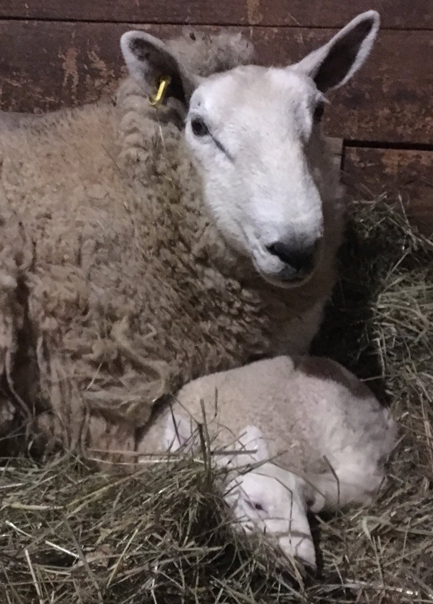 WooliesNS's tweet photo. Lambing season. A watchful eye from this ewe for her babe.
#northcountrycheviots #Lambing18 #upperbrookfarming https://t.co/24yAud9UN3