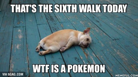 HumorMemesEnt's tweet image. This is the 6th Walk Today! WTF is a #Pokemon? #dog #humor #PokemonGo #meme humorandmemes.com/6th-walk-today…