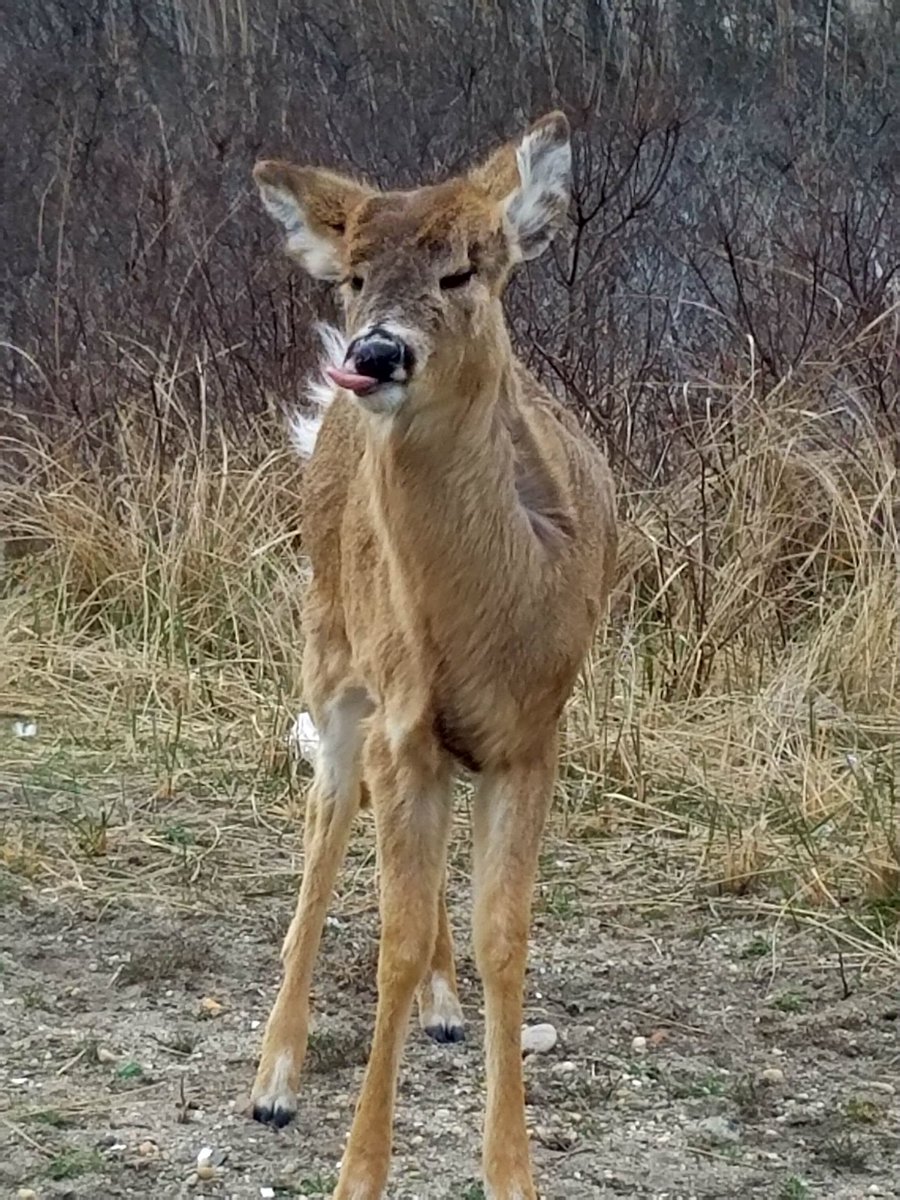 DebsNYGiants69's tweet photo. This one apparently is a comedian n does not like its pic taken 😂😂😂😛🦌 #Sillydeer https://t.co/jbqcaC5J3z