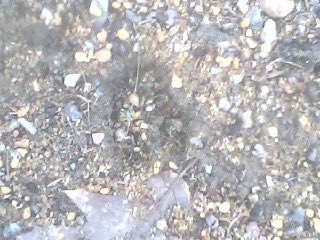 MarkLugar1's tweet image. Maisys final walk foot print still here today. Happy for all our walks before and after work and on weekends. Love you pretty puppy