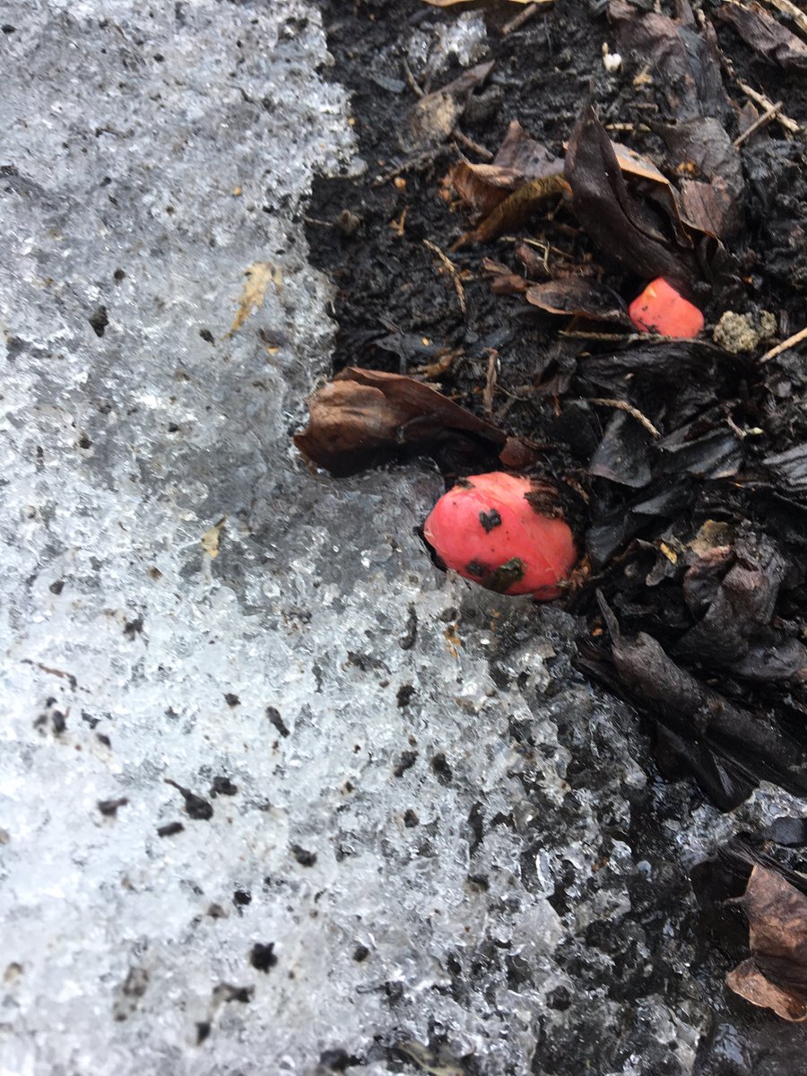 wsquareddesign's tweet image. You know it is one of those years when one gets excited to see rhubarb ( Rheum sp.) emerging from the ground... and it is the 14th of April! #yycplants #wedeservespring