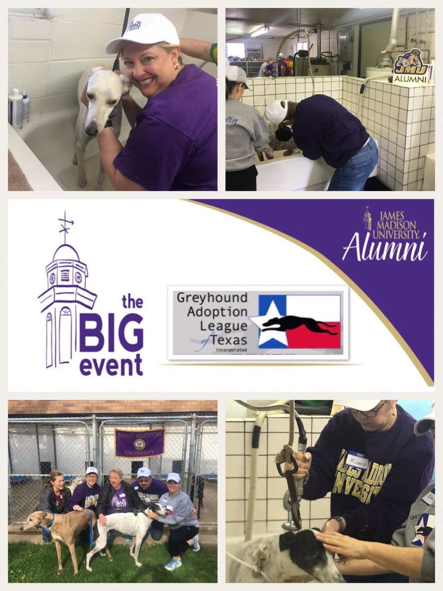 DFWDukes's tweet photo. Thank you DFW #JMUBigEvent Greyhound Adoption League of Texas, Inc. volunteers! What a GREYT Day giving lots of love to these sweet dogs. For more information about @GaltxOrg, to become a foster, or make a donation, https://t.co/sbgDh5ZzWA https://t.co/lXXSZ9vInz