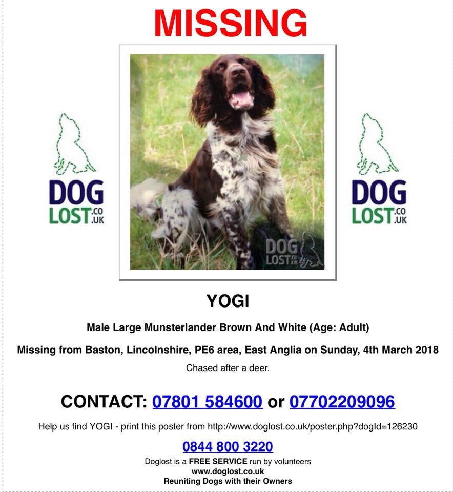 rosiedoc666's tweet photo. YOGI where has he gone #stillmissing HAS ANY1 SPOTTED A LARGE #munsterlander in their area JUST APPEARED IN THE LAST 6 WEEKS? Pls call owner as it could be YOGI 
HELP US #findYogi he's from #Baston #Lincolnshire 
❌locals pls pls share incase he is #lost in your area❌ thank you https://t.co/86B1Fe4CJ5