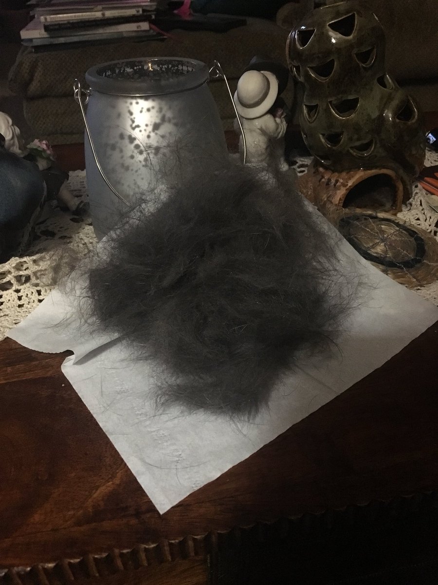 TuckerThePug's tweet photo. I just got brushed so much I thought that I gave birth to a mini Tucker. Is it spring yet? @FURminator_Inc #pugchat https://t.co/4SZTfFn7u4