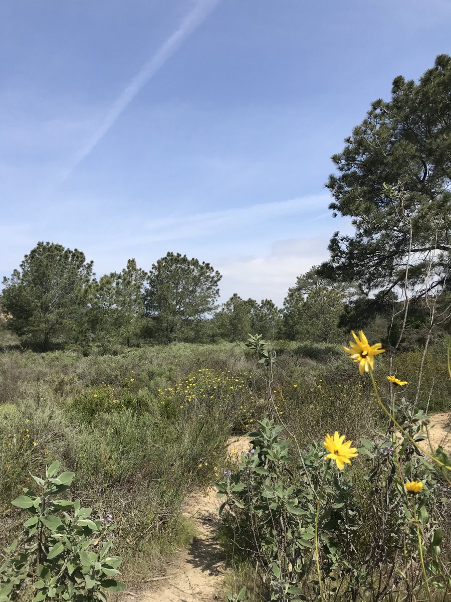 Crest Canyon in #DelMar, CA is a wonderful neighborhood canyon that is teeming with spring flowers and pollinators. There are even stands of Torrey Pines here! #HikeSanDiego