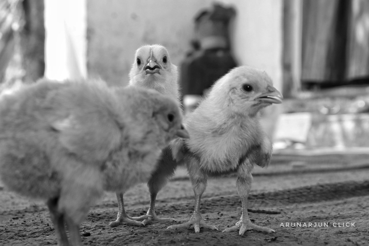 goontopia69's tweet photo. A R U A R J U N C L I C K 📸
#babychicken #babychickenimages #2018babychickenimages #officalphotographyhub #_hub #photographydreams #sunday #post #photooftheday #dailyclick #myclick
@NatGeoPhotos #natgeophotos
#photographyeveryday #Arunarjunclick #Arunarjun #photographydreamer https://t.co/8whrhp5uHR