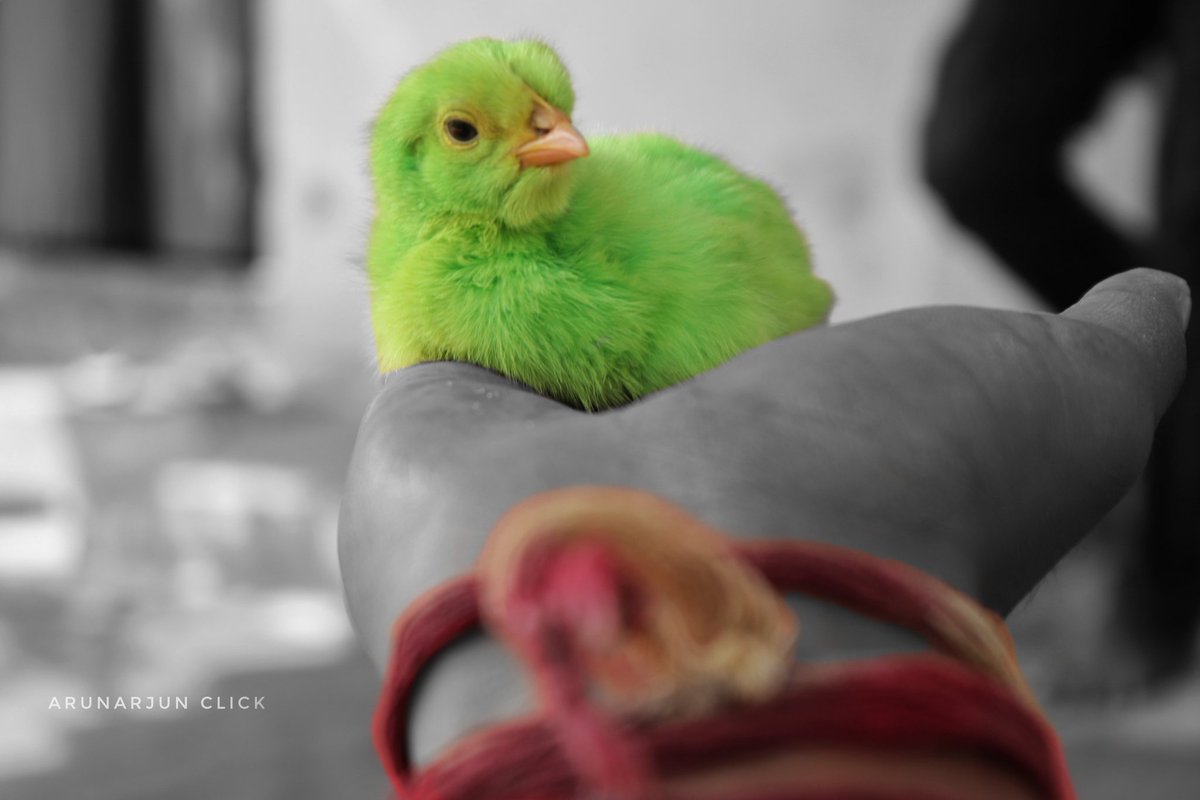 goontopia69's tweet photo. A R U A R J U N C L I C K 📸
#babychicken #babychickenimages #2018babychickenimages #officalphotographyhub #_hub #photographydreams #sunday #post #photooftheday #dailyclick #myclick
@NatGeoPhotos #natgeophotos
#photographyeveryday #Arunarjunclick #Arunarjun #photographydreamer https://t.co/8whrhp5uHR
