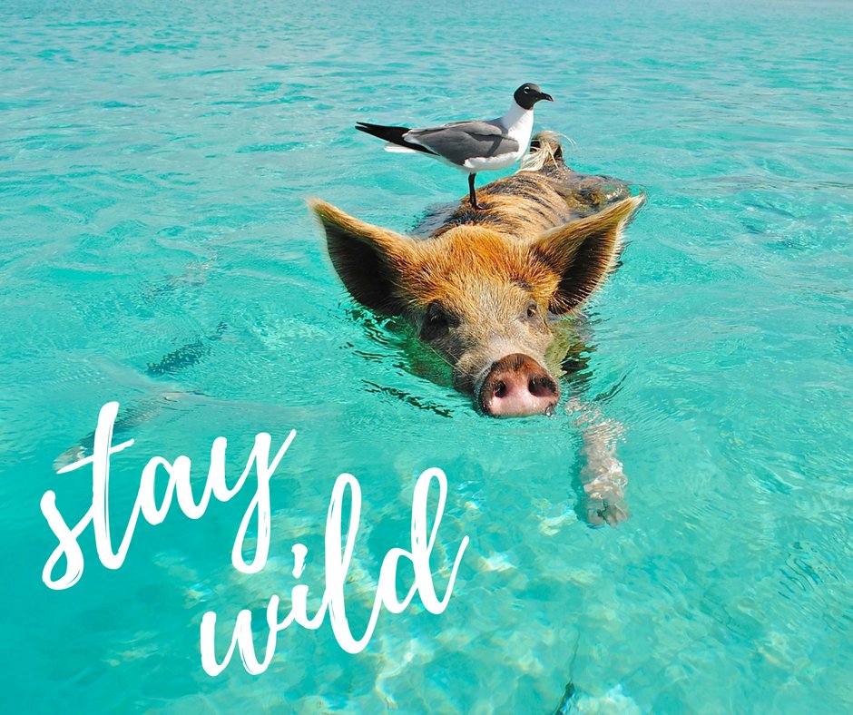 HiCleverTiger's tweet photo. Is it summer yet?
#clevertiger #marketing #socialmedia #smallbusiness #creativeagency #designagency #marketingagency #entrepreneurship #shoplocal #webdesignagency #webdesign #staywild https://t.co/l3vyvmgYNT
