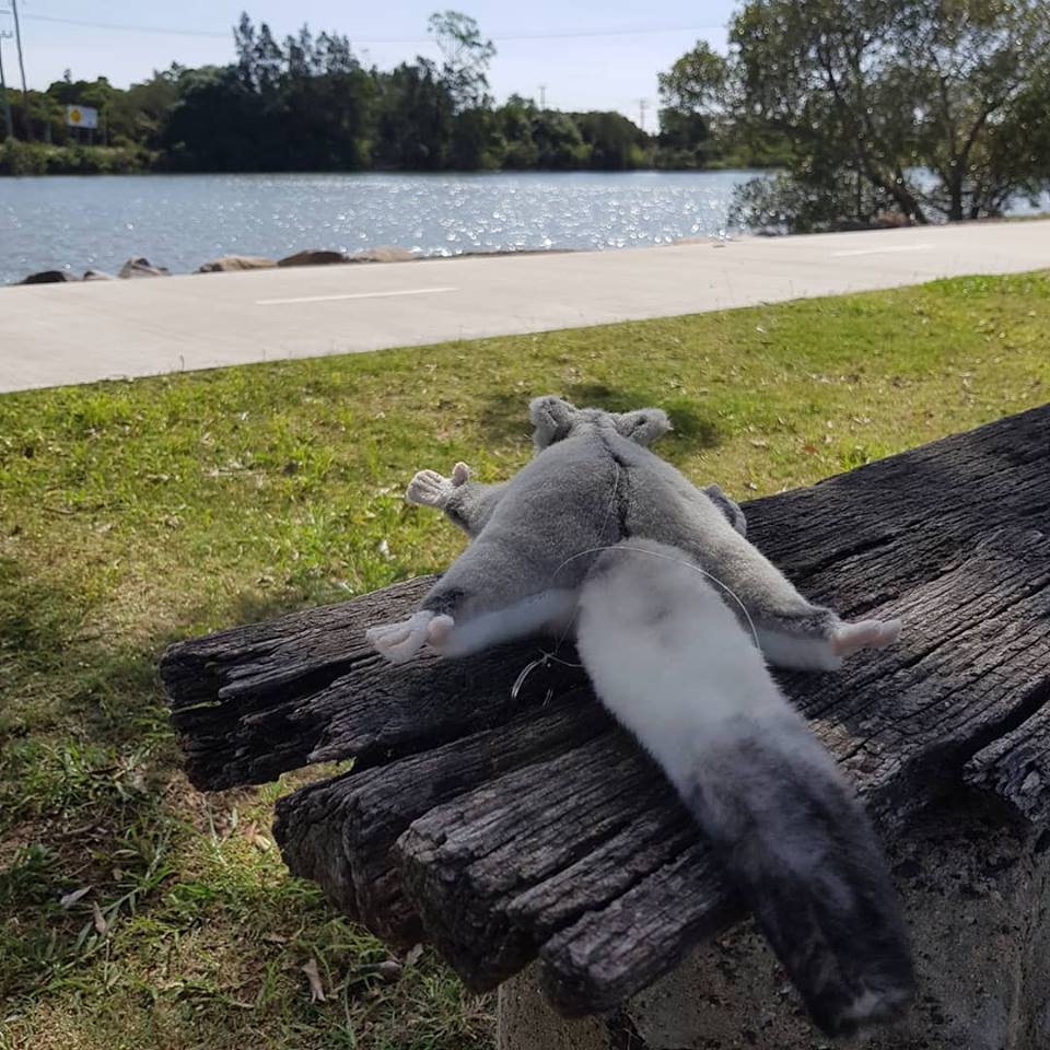 RobynCharlton1's tweet photo. #glindathesquirrelglider #CockleCreek #sundayfunday #SESopenday #lovelyday #Boolaroo https://t.co/zkiwLPKqlo
