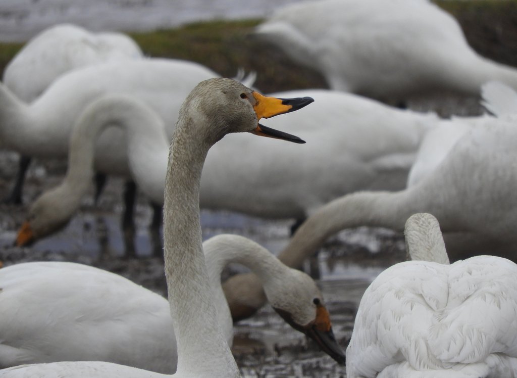 千葉 茨城の白鳥 写真レポート 18年 4月 Pick Up By 千葉 仮面ライダー 4ページ目 Togetter