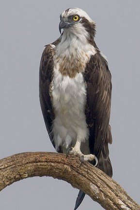 Grandquebeccoms Tweet Oiseaux Du Québec Le Balbuzard