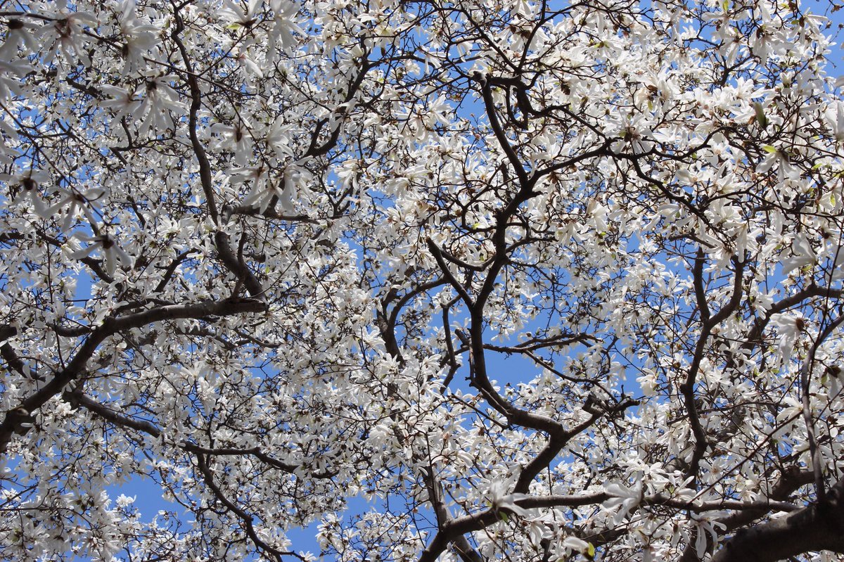 JustinWatras's tweet photo. A perfect spring day @NYBG https://t.co/yGLyvaNTNy