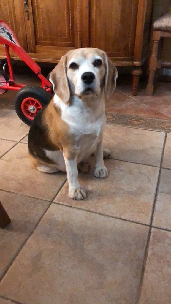 Beaglechile's tweet photo. Feed me. https://t.co/aSeAir0hLO